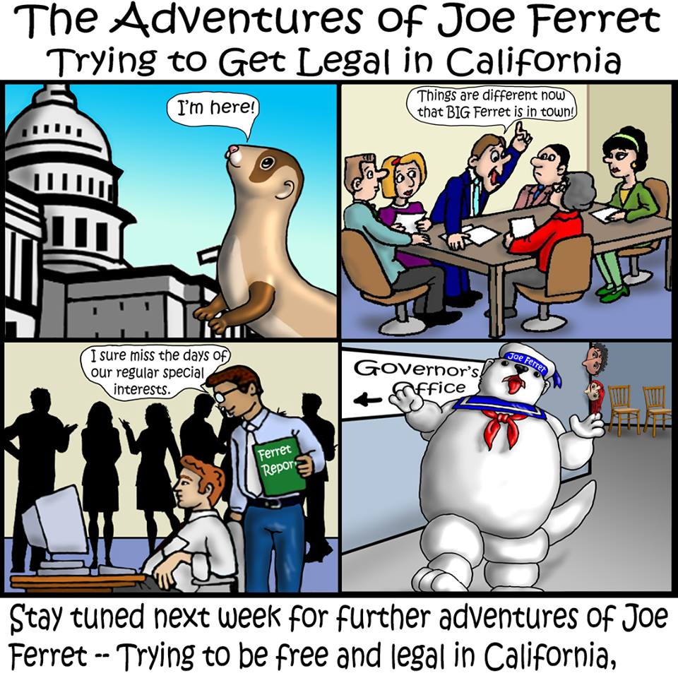 Things are different now that big ferret is in town. Ferrets illegal? Who you gonna call?