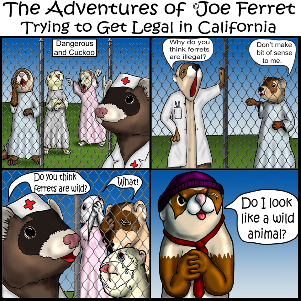 joe ferret episode 13