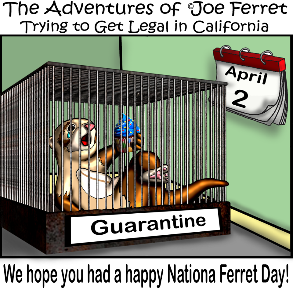 Happy National Ferret Day